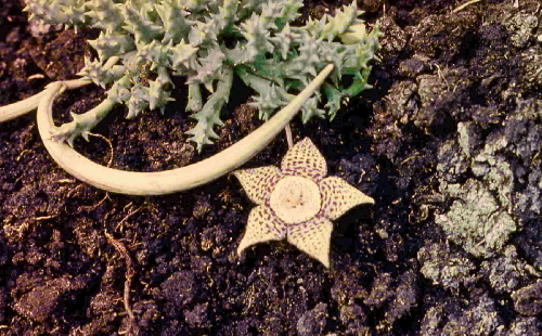 stapelia variegata v.trisulka